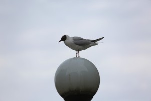 5N5B4469.JPG